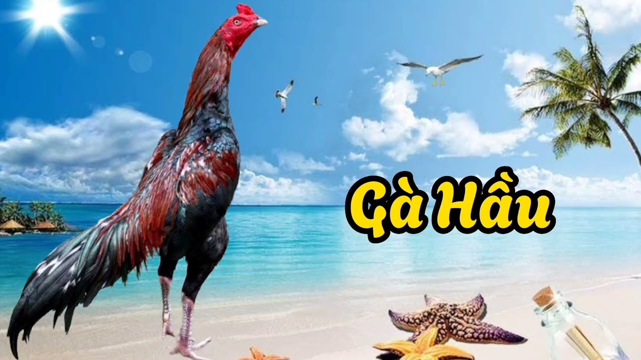 Bí Quyết Chinh Phục Sân Đấu Gà Đá Hầu Kiềng