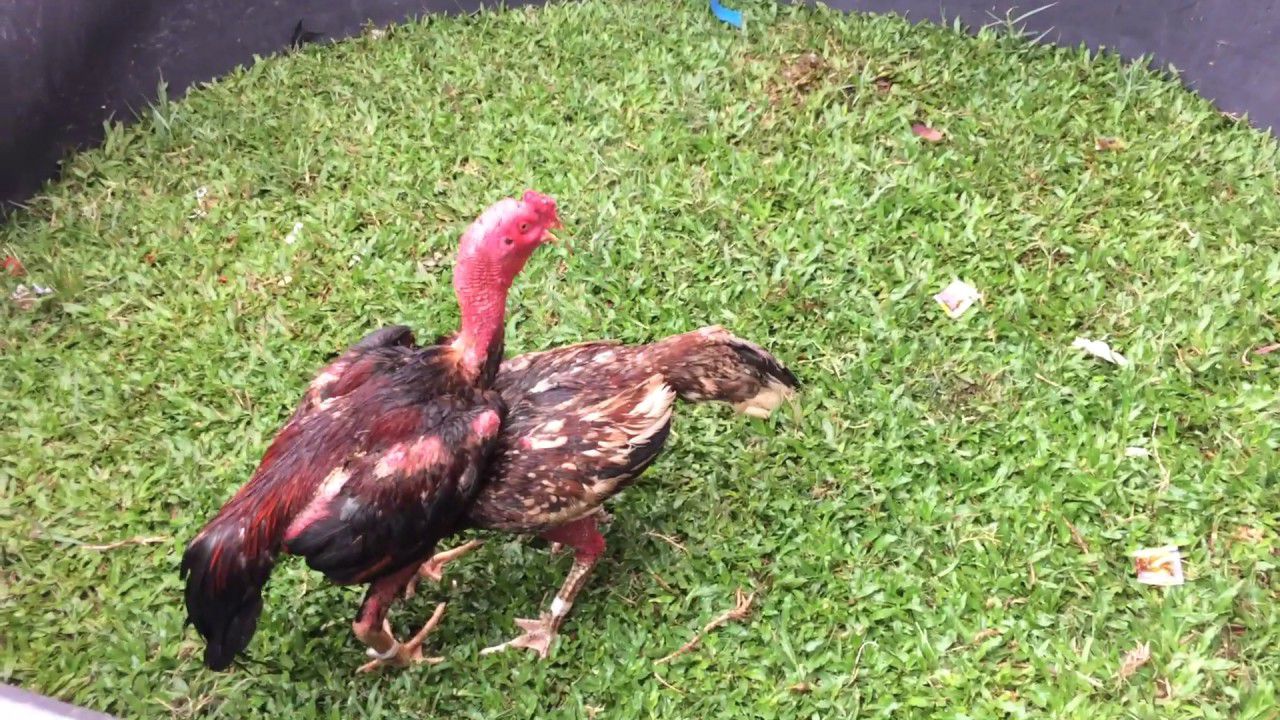 Bí Quyết Chinh Phục Sân Đấu Gà Đá Hầu Kiềng