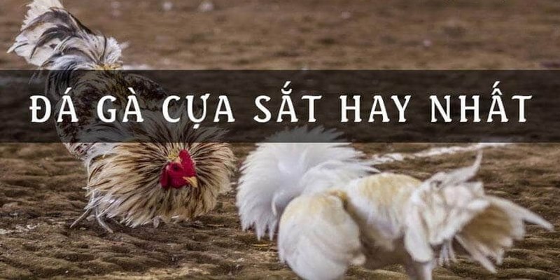 da ga cua sat 6811e4184489e