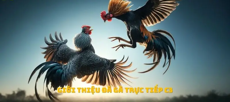 da ga truc tiep c3 6811e5d6cd023