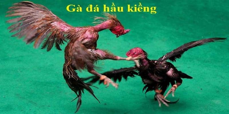 ga da hau kieng 6811e4bc45317