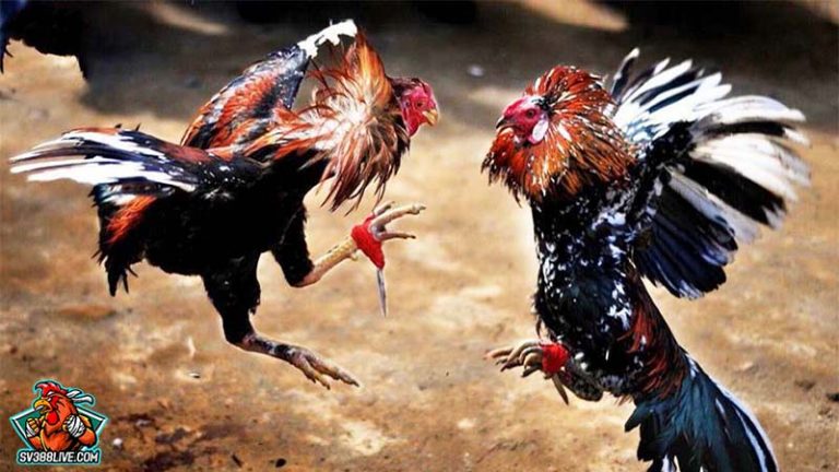 Huyền Thoại Đá Gà Cựa Sắt Sức Mạnh, Quyến Rũ và Sự Khốc Liệt