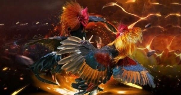 Huyền Thoại Đá Gà Cựa Sắt Sức Mạnh, Quyến Rũ và Sự Khốc Liệt