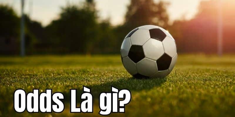 odds trong ca cuoc la gi 6811e08b0bbf9