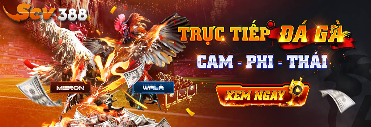 Thưởng Thức Đá Gà Trực Tiếp C4 Cận Cảnh Thể Thao Máu Lửa