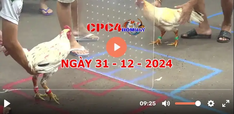Thưởng Thức Đá Gà Trực Tiếp C4 Cận Cảnh Thể Thao Máu Lửa