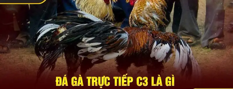Trải nghiệm Đá gà trực tiếp C3 Sôi động, kịch tính và hấp dẫn