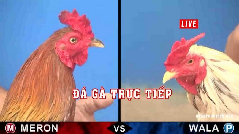 Trải nghiệm Đá gà trực tiếp C3 Sôi động, kịch tính và hấp dẫn